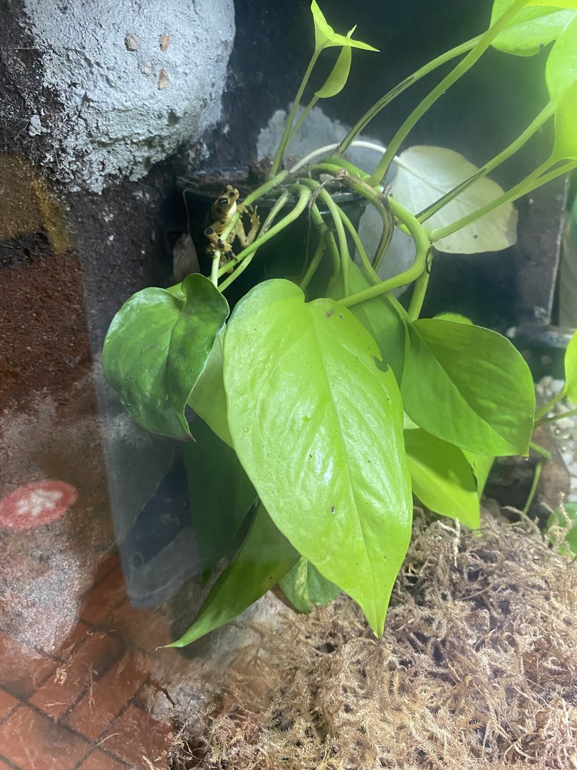Panamanian Golden Frog 7-11-2023