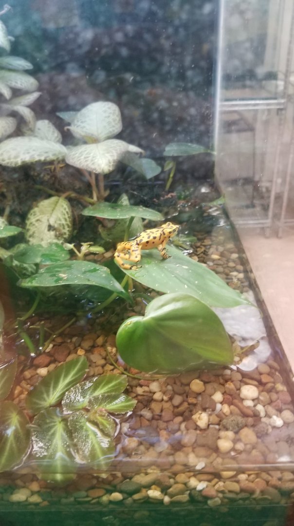 Panamanian Golden Frog, Amazonia