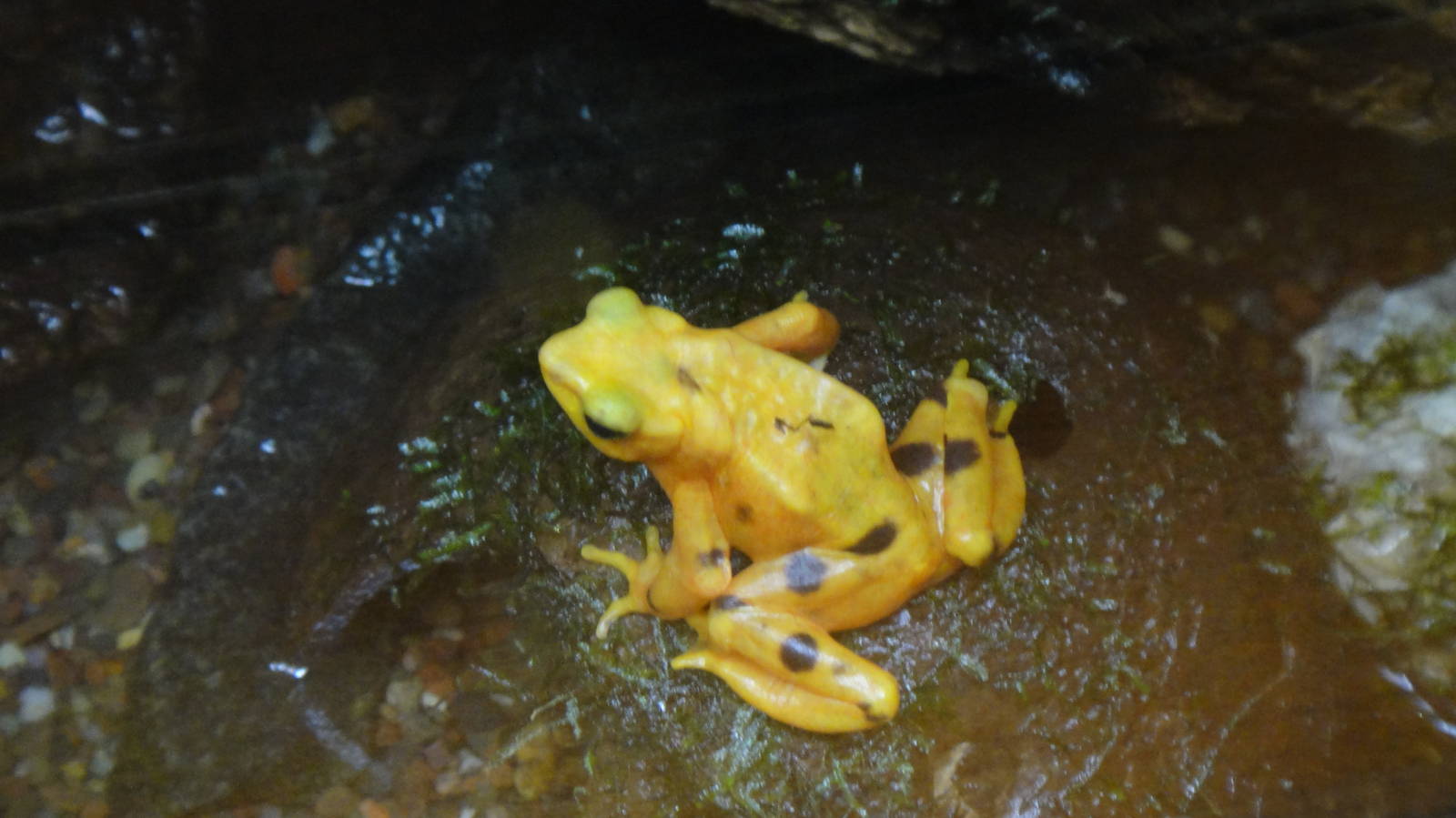 Panamanian golden frog at Bronx zoo 2014-12-29