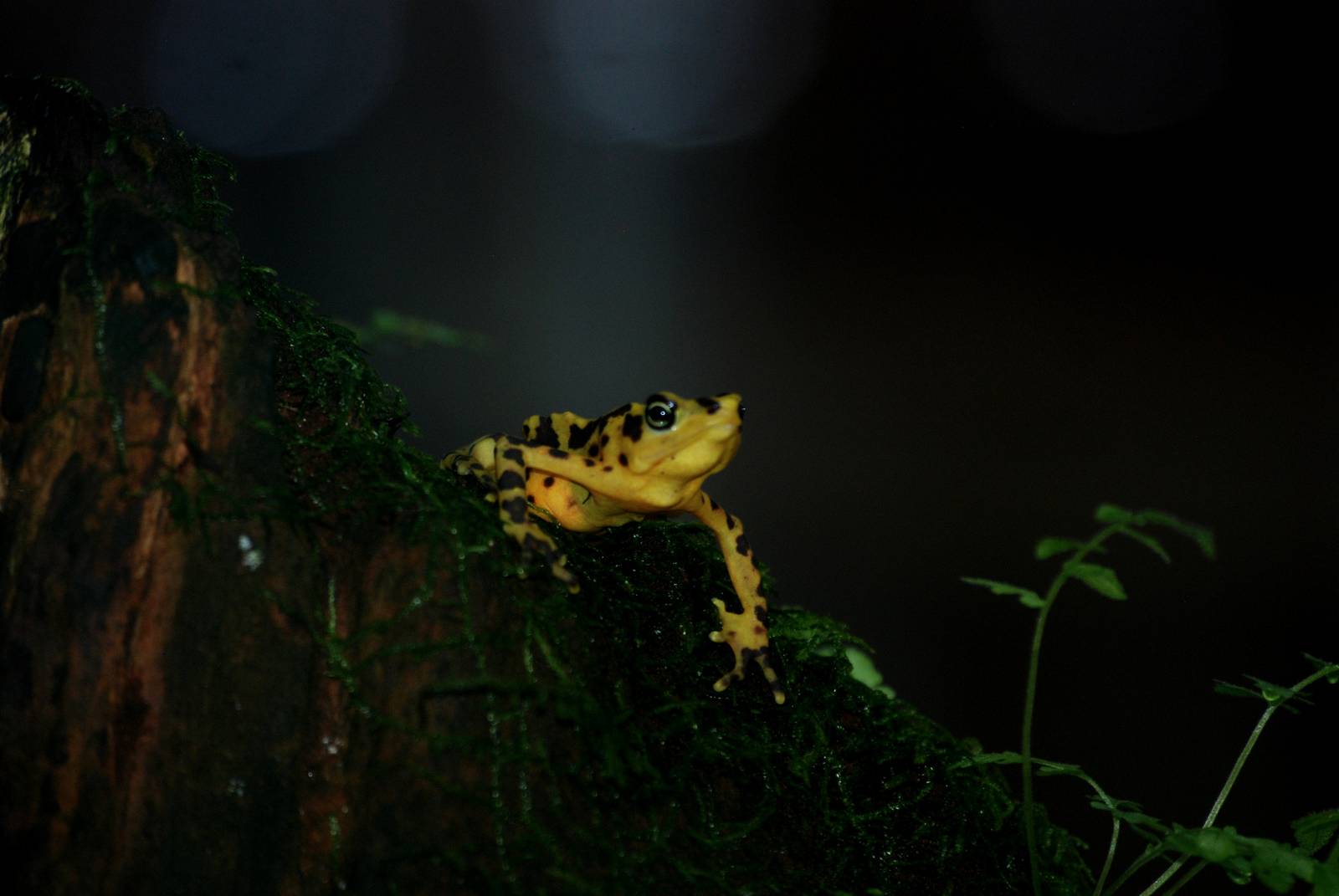 Panamanian Golden Frog at Lowry Park, 13/10/13