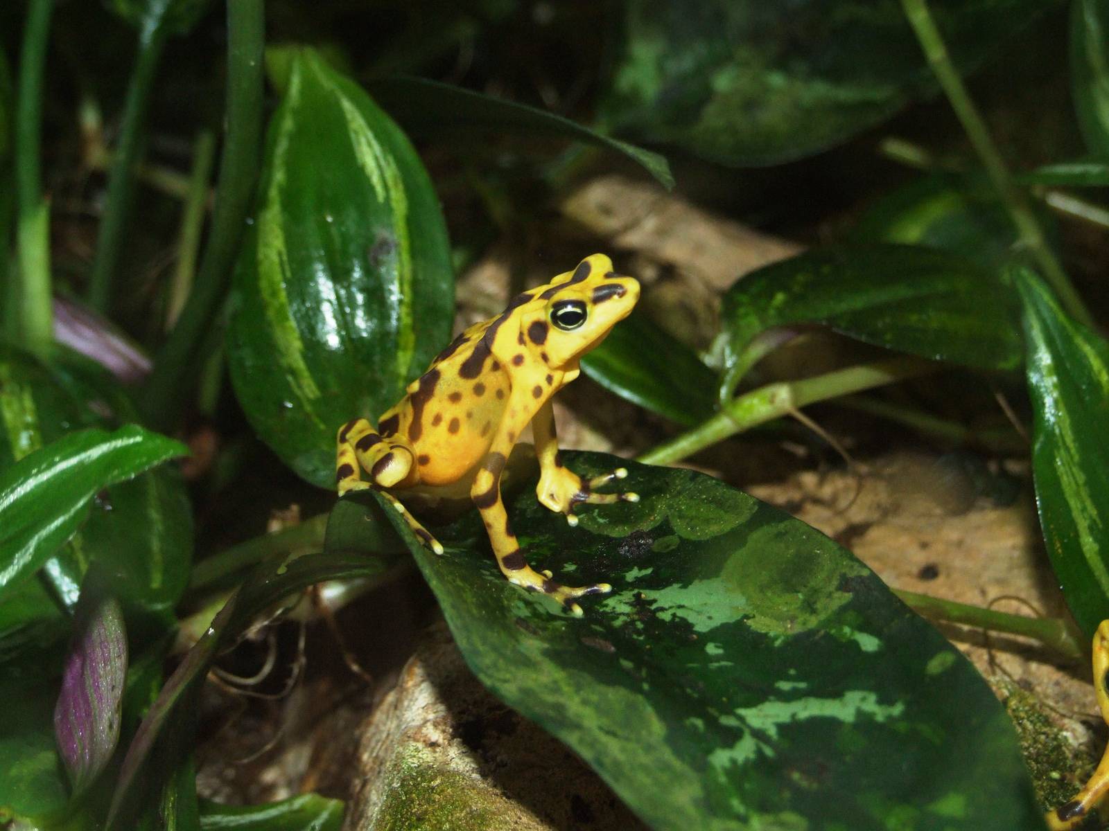 Panamanian Golden Frog at Lowry Park, 13/10/13