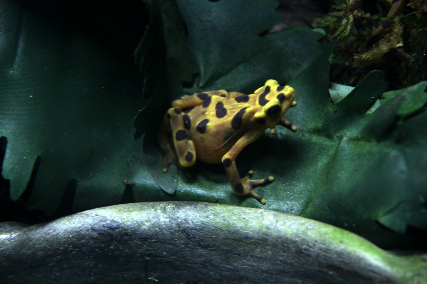 Panamanian golden frog (Atelopus zeteki)