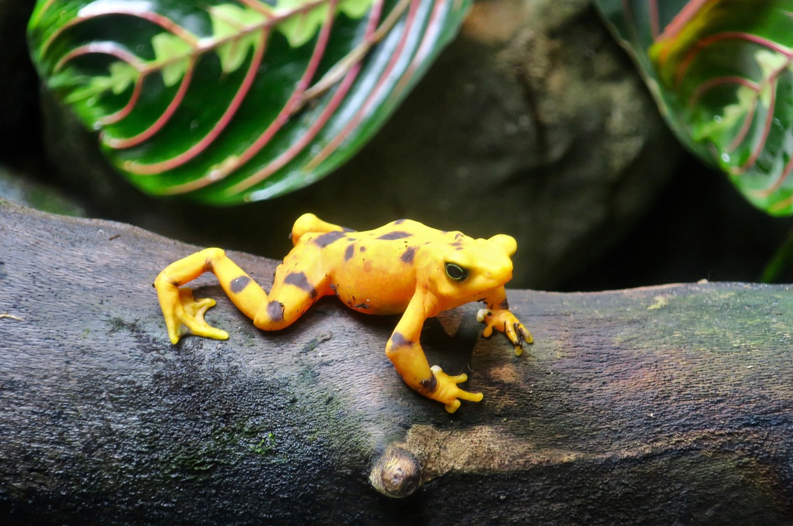 Panamanian Golden Frog (Atelopus zeteki)