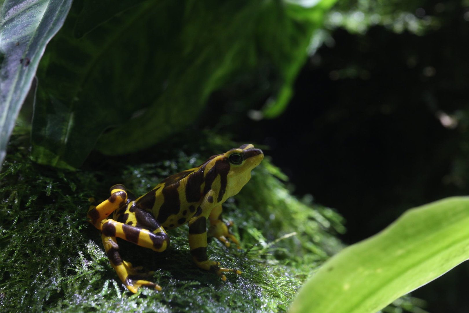 Panamanian golden frog/Atelopus zeteki