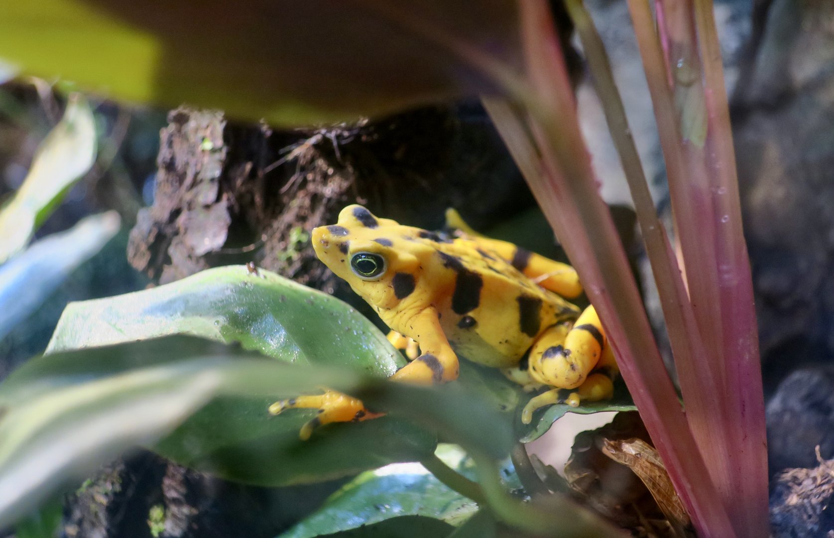 Panamanian Golden Frog (Atelopus zeteki)