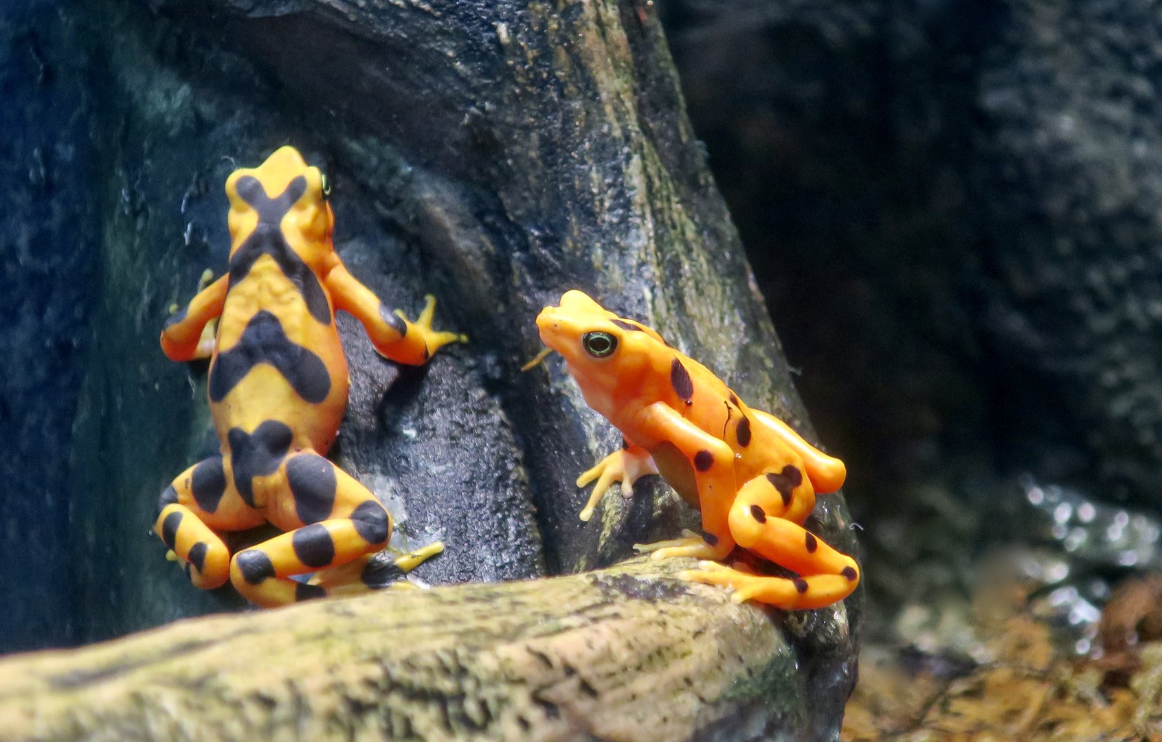 Panamanian Golden Frog (Atelopus zeteki)