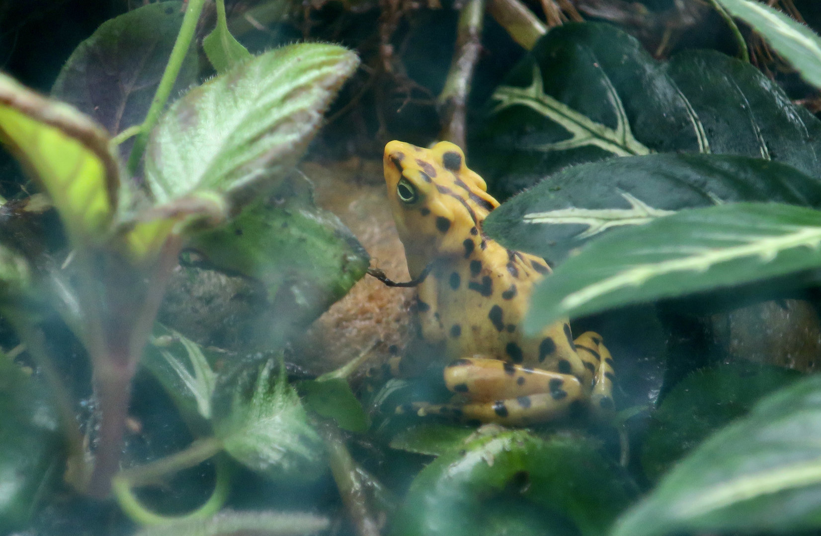 Panamanian Golden Frog (Atelopus zeteki)