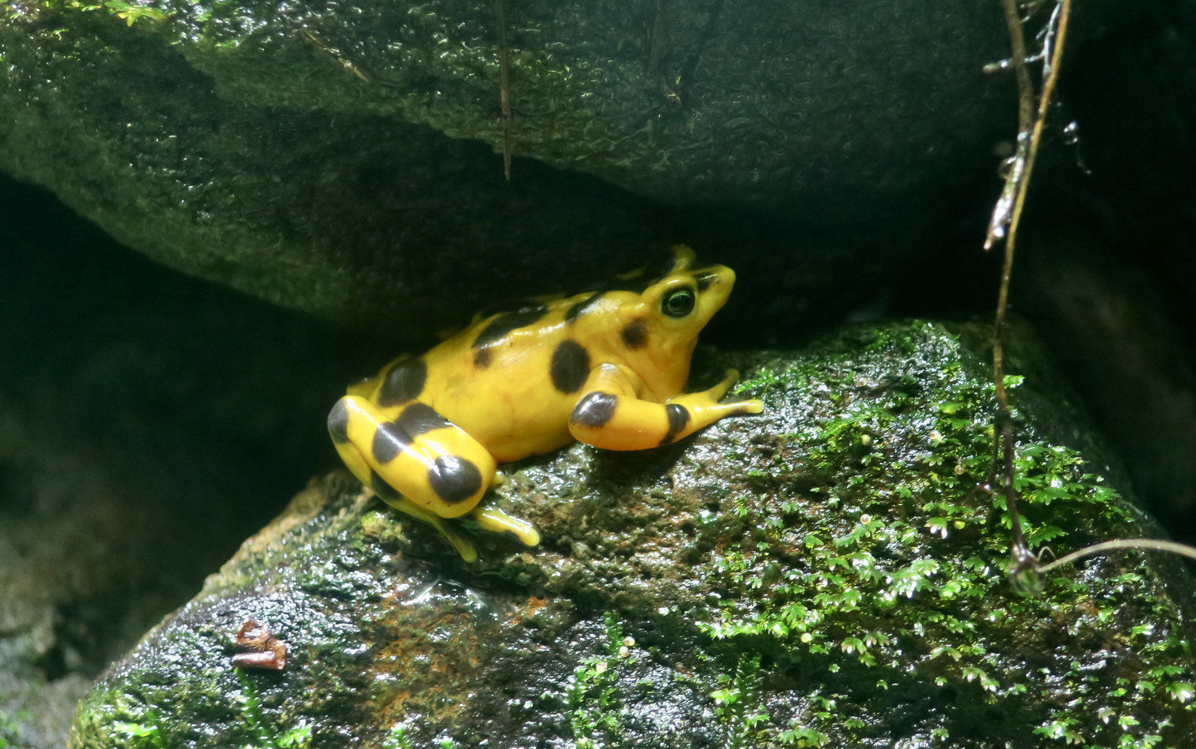 Panamanian Golden Frog (Atelopus zeteki)