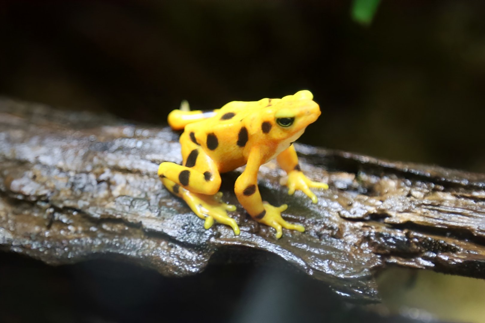 Panamanian Golden Frog (Atelopus zeteki)