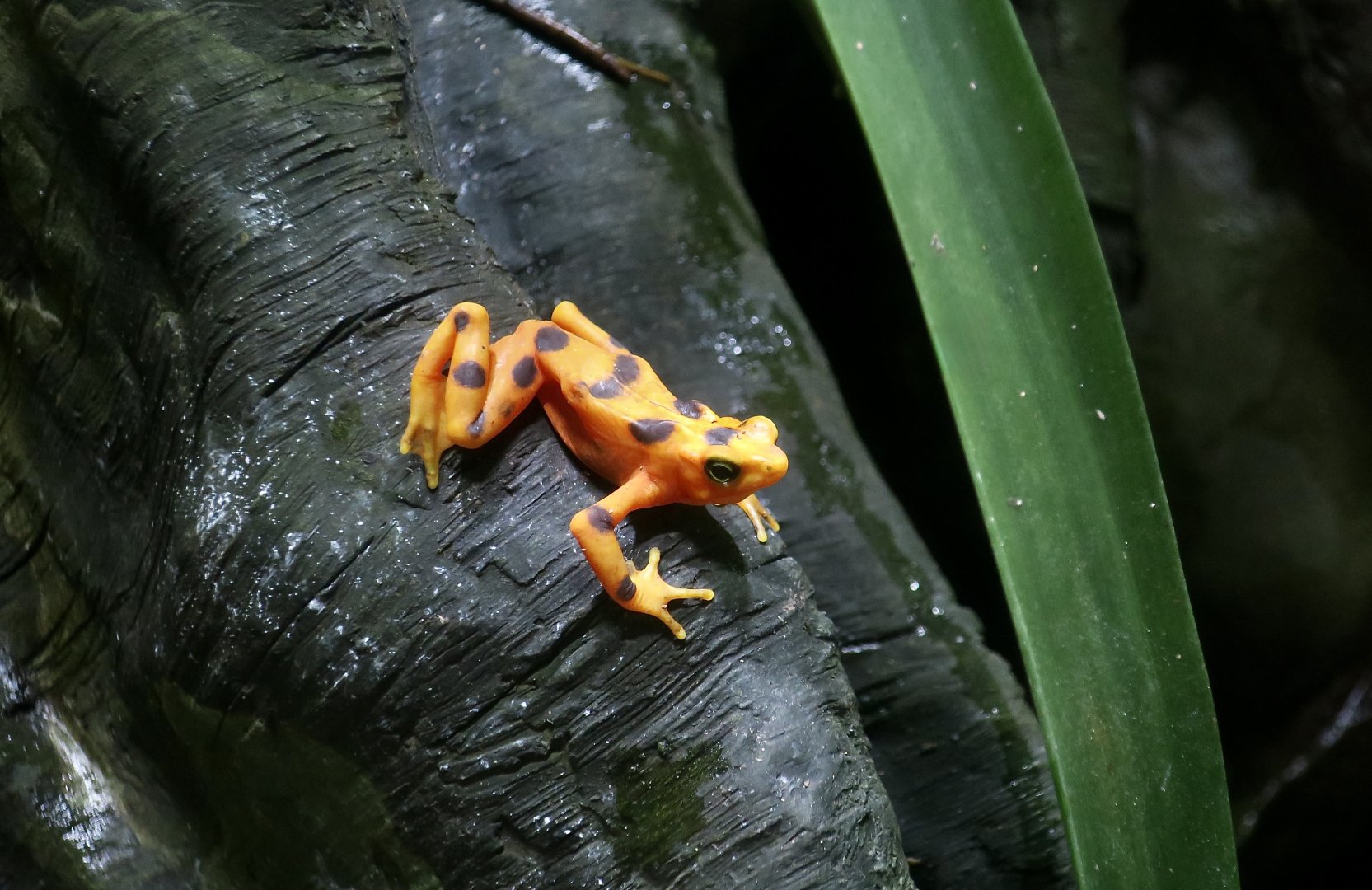 Panamanian Golden Frog (Atelopus zeteki)