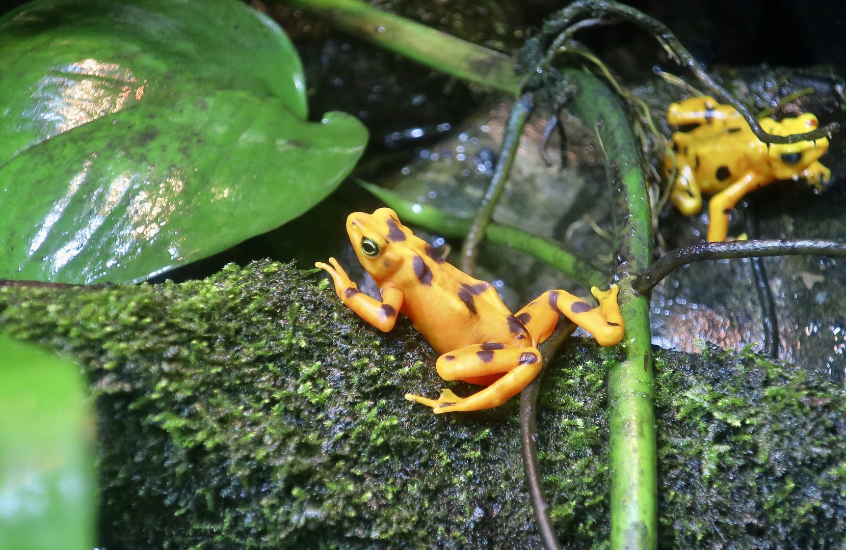 Panamanian Golden Frog (Atelopus zeteki)