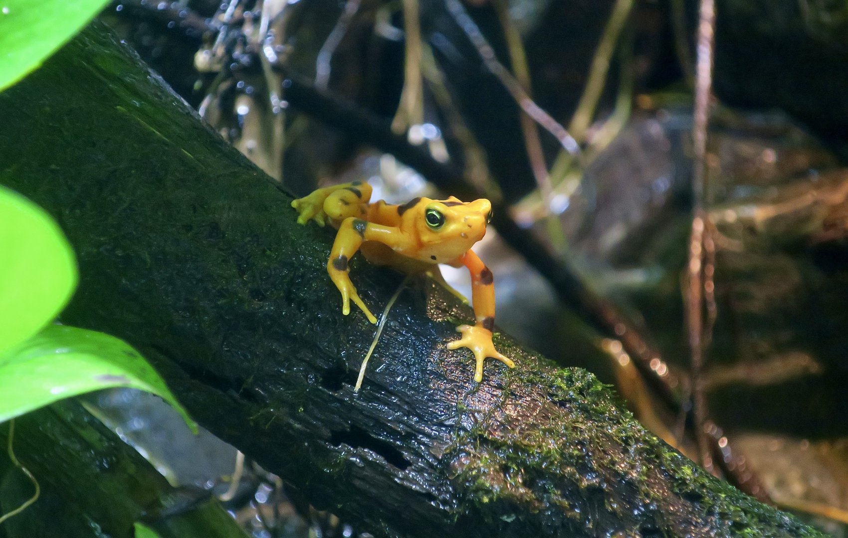 Panamanian Golden Frog (Atelopus zeteki)
