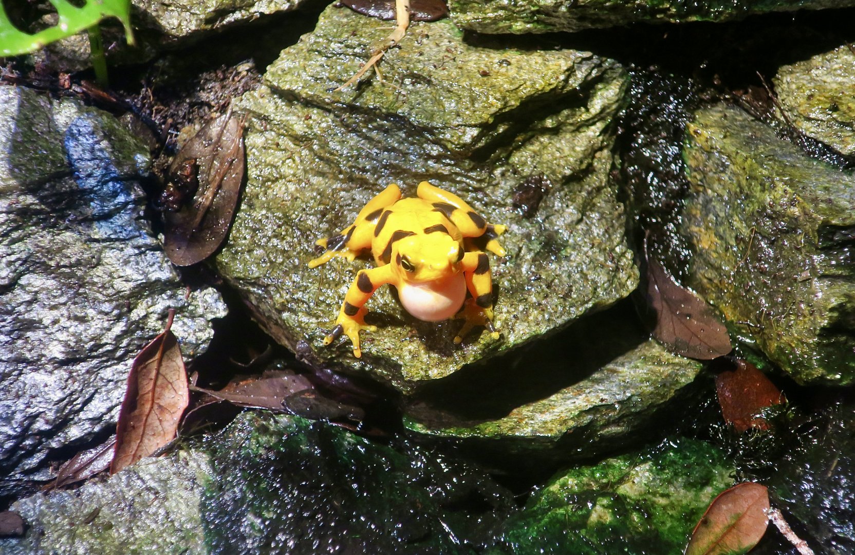 Panamanian Golden Frog (Atelopus zeteki)