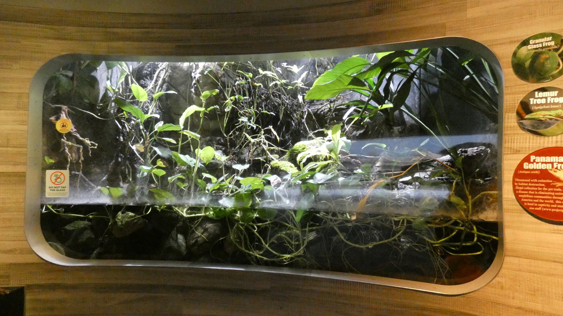 Panamanian Golden Frog Exhibit, National Amphibian Conservation Center - July 2022