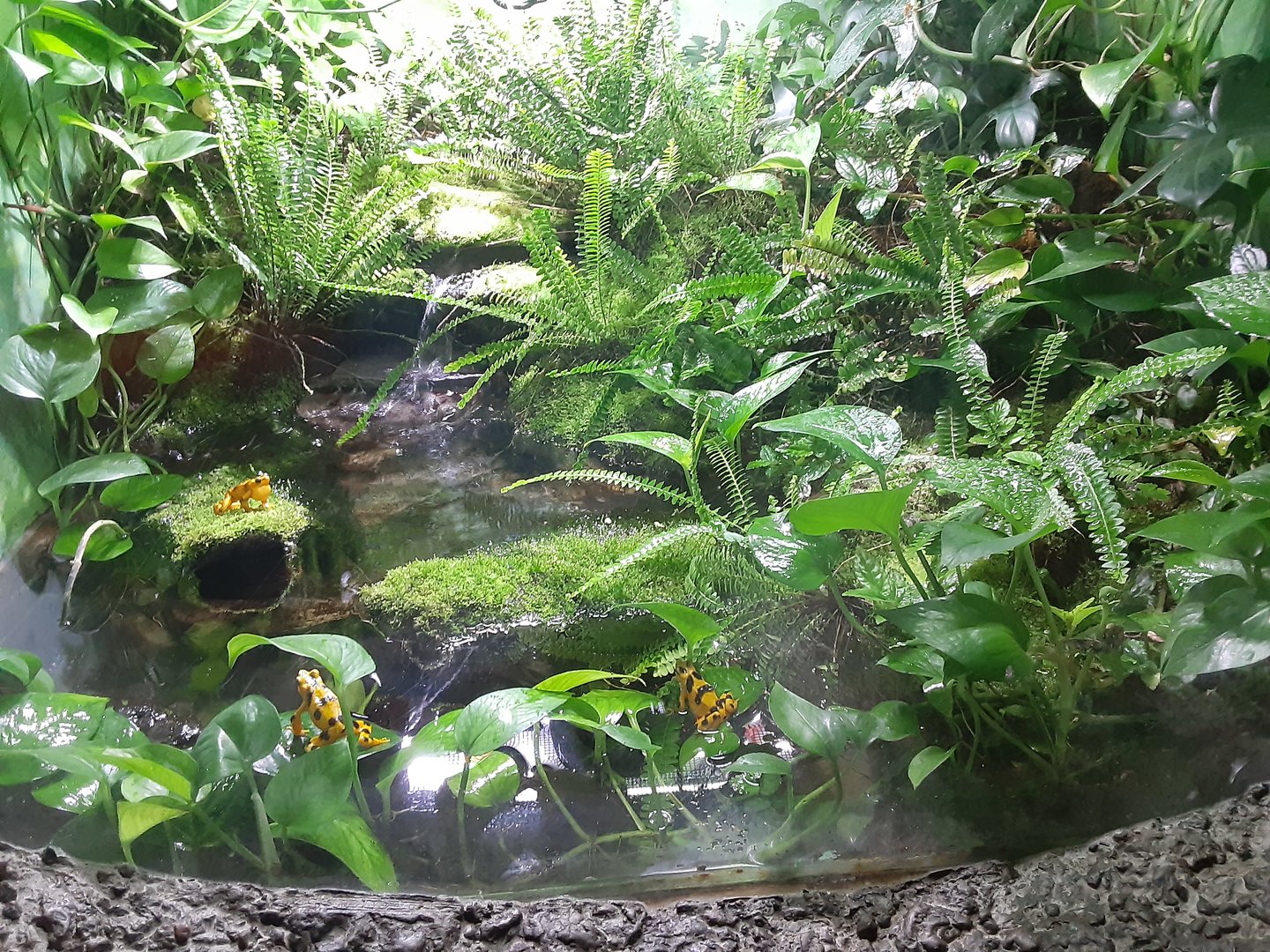 Panamanian Golden Frog Exhibit