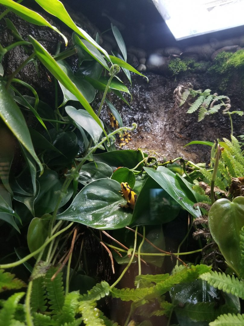 Panamanian golden frog habitat