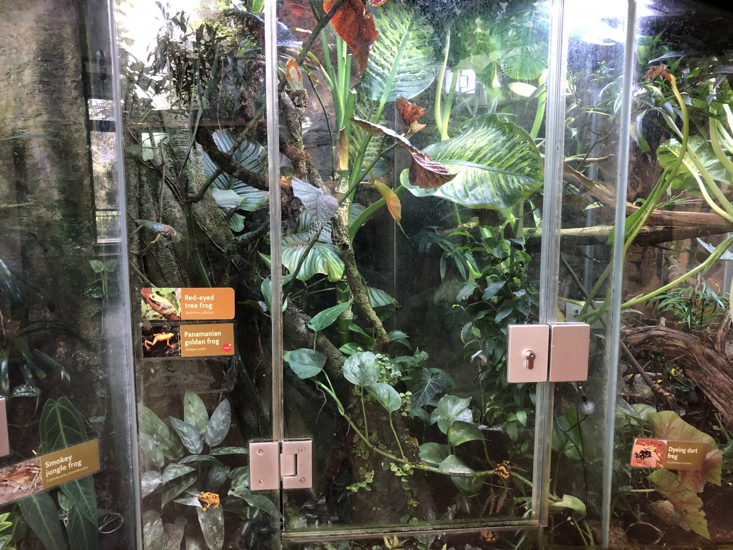 Panamanian golden frog/Red-eyed tree frog exhibit