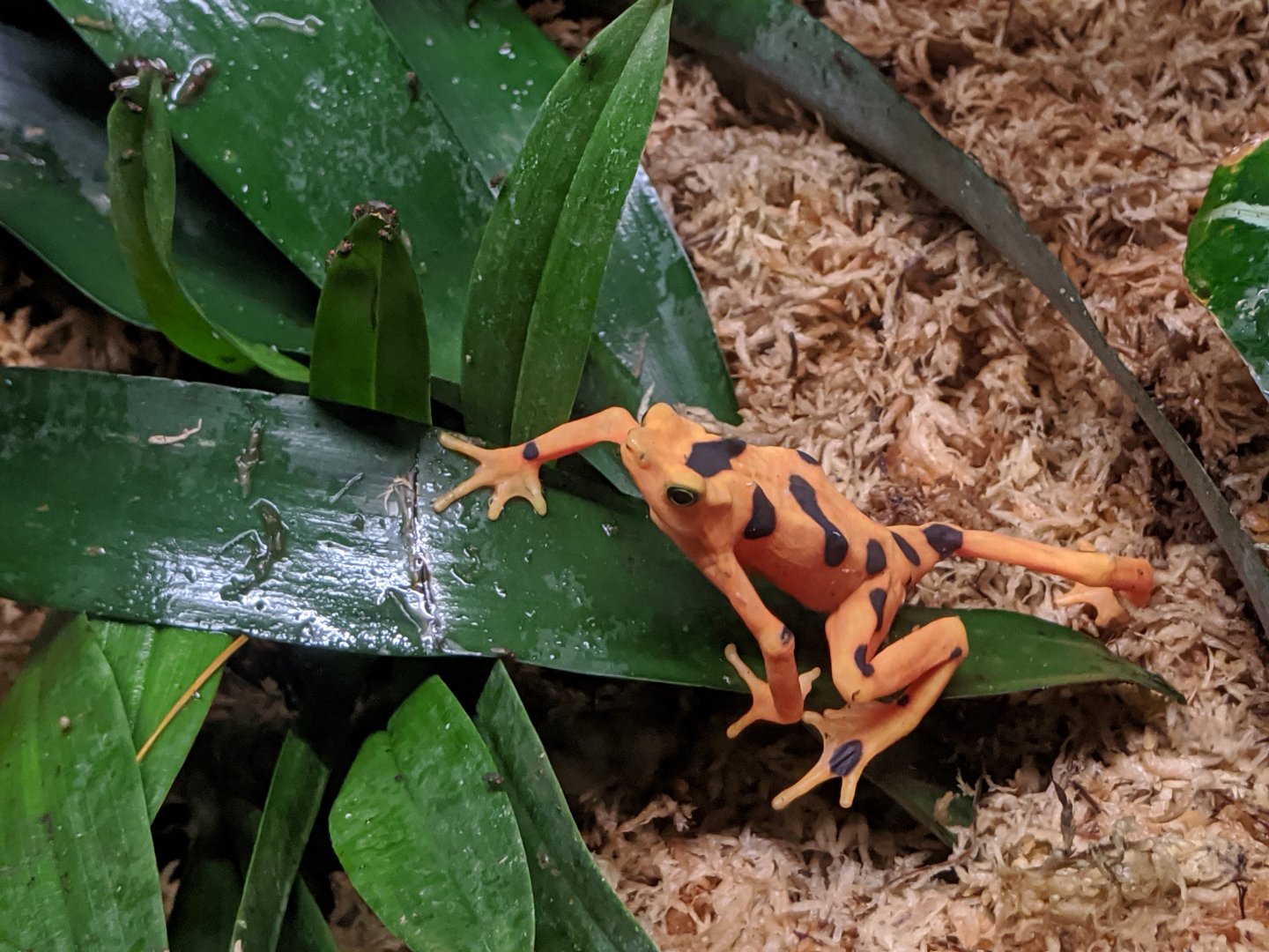 Panamanian golden frog - reopening 31-08-2020