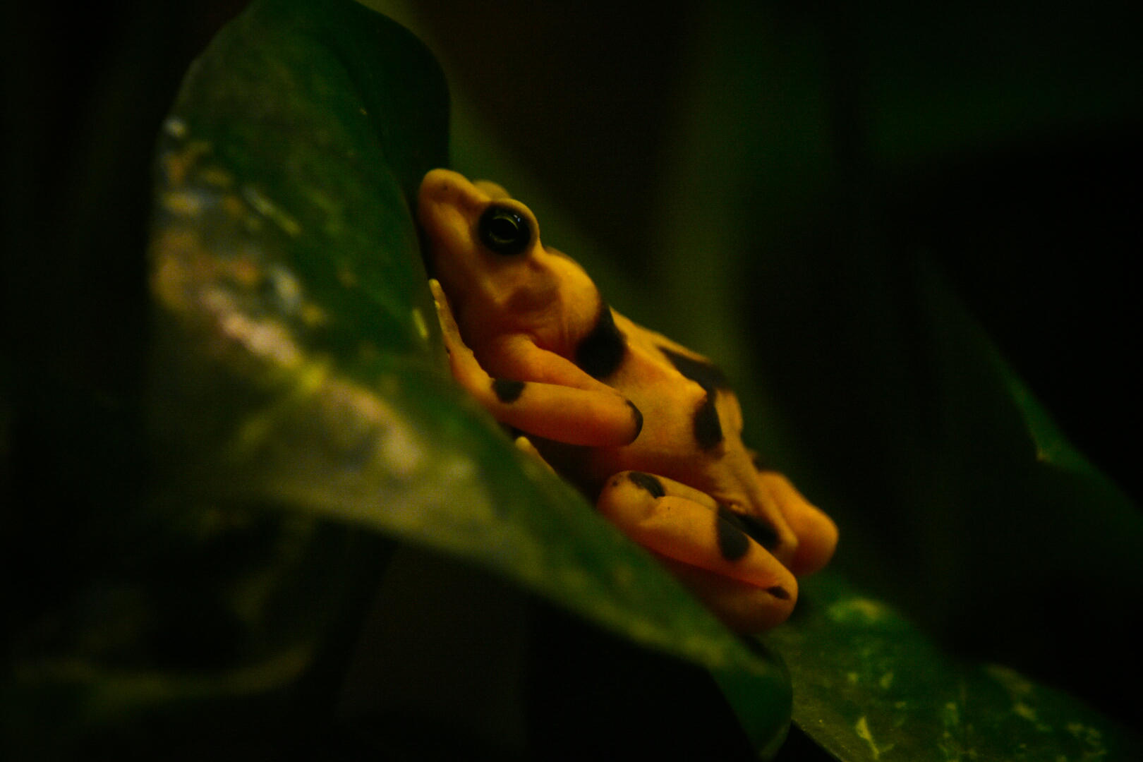 Panamanian Golden Frog- Reptile House