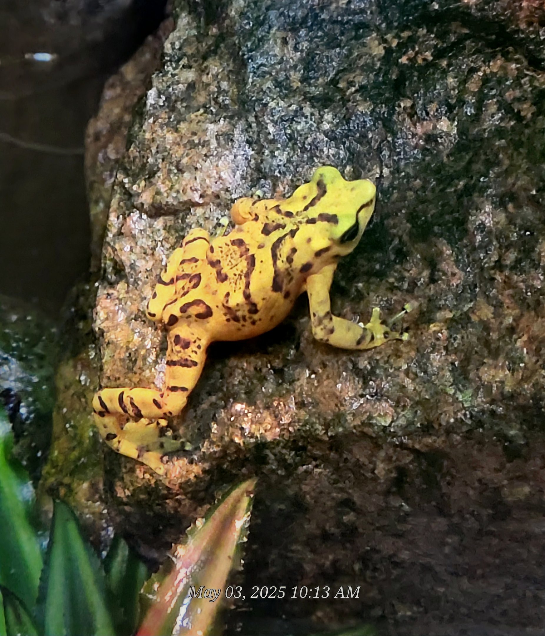 Panamanian Golden Frog  - Riverbanks Zoo