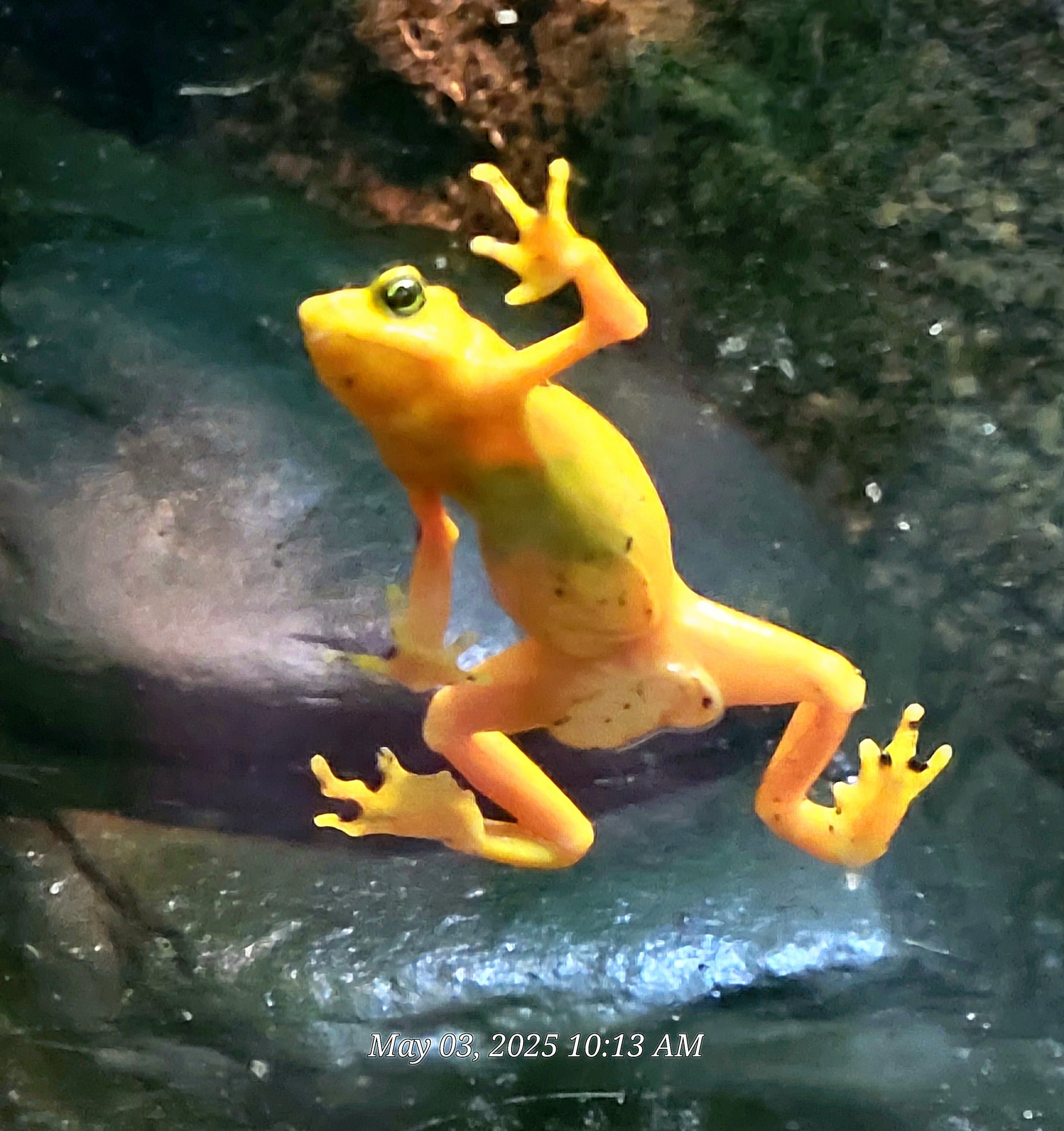 Panamanian Golden Frog - Riverbanks Zoo
