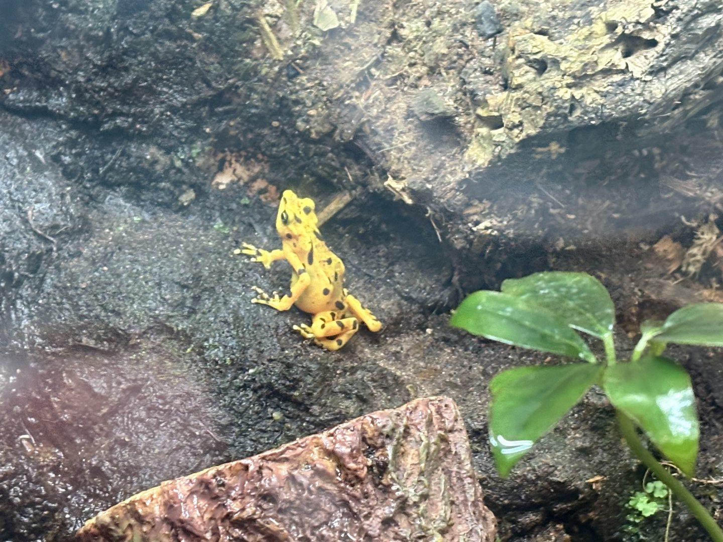 Panamanian Golden Frog - Seen Jan 26 2025