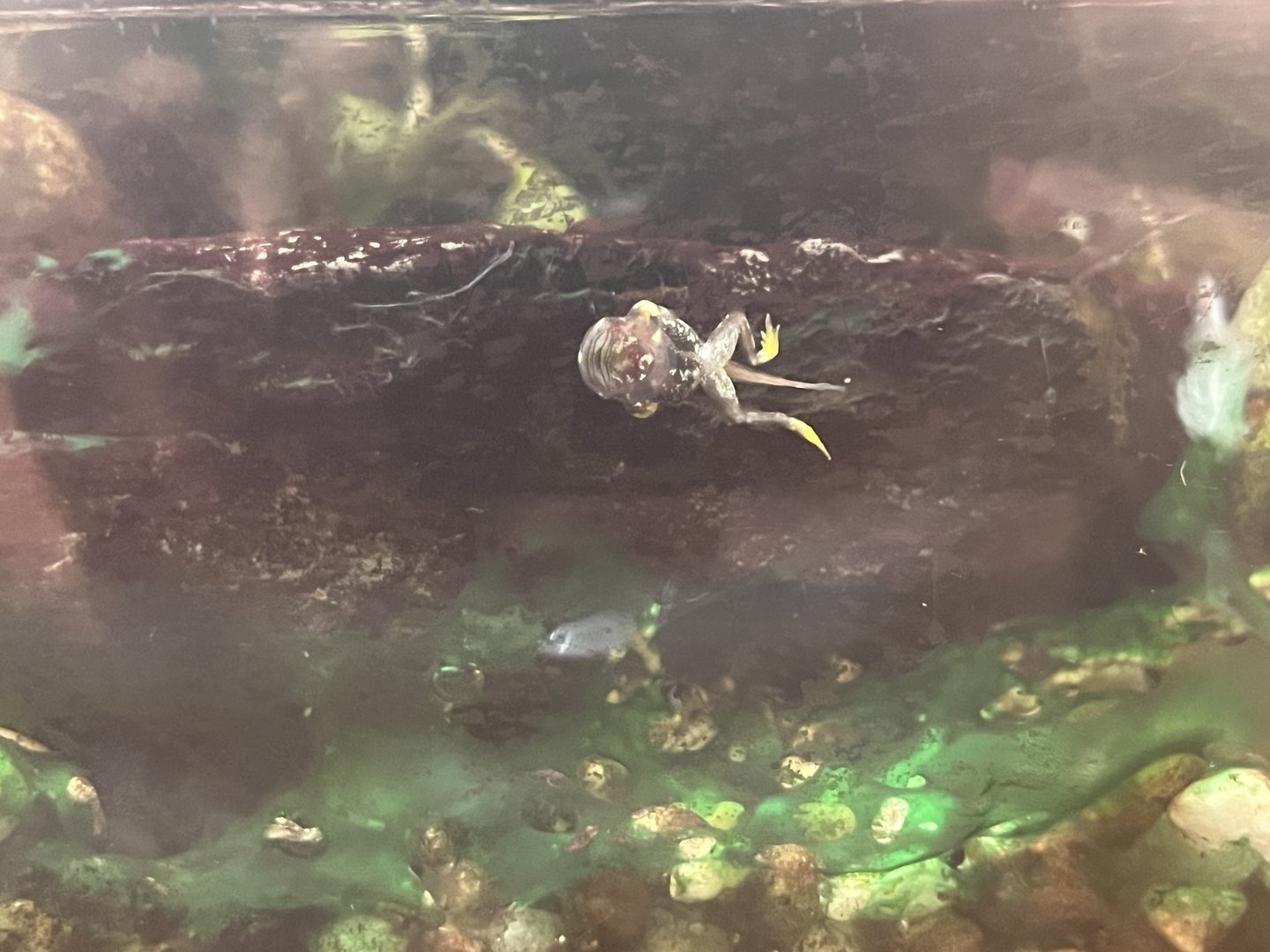 Panamanian Golden Frog Tadpole