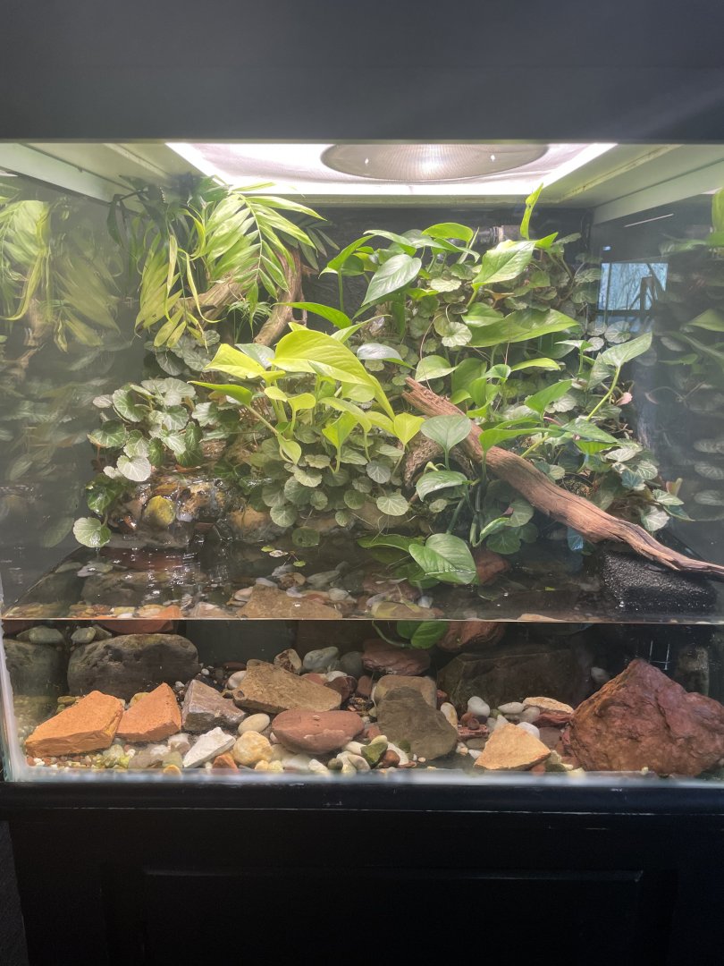 Panamanian Golden Frog Tank