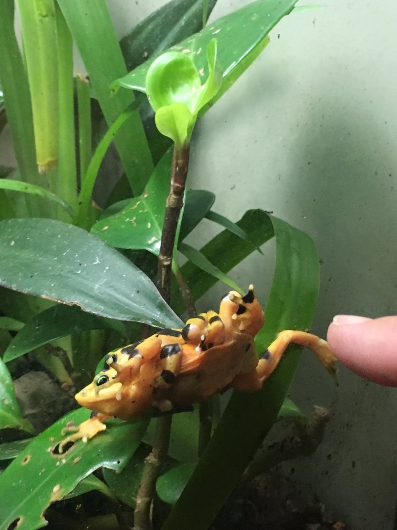 Panamanian Golden Frog w/ babies