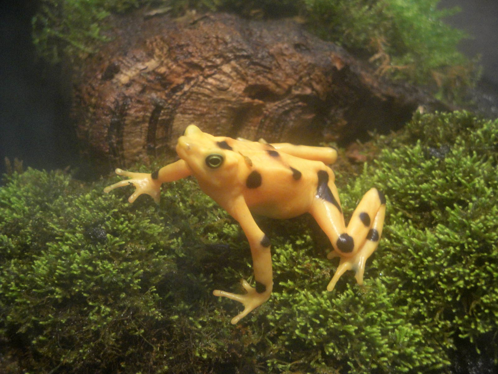 Panamanian Golden Frog