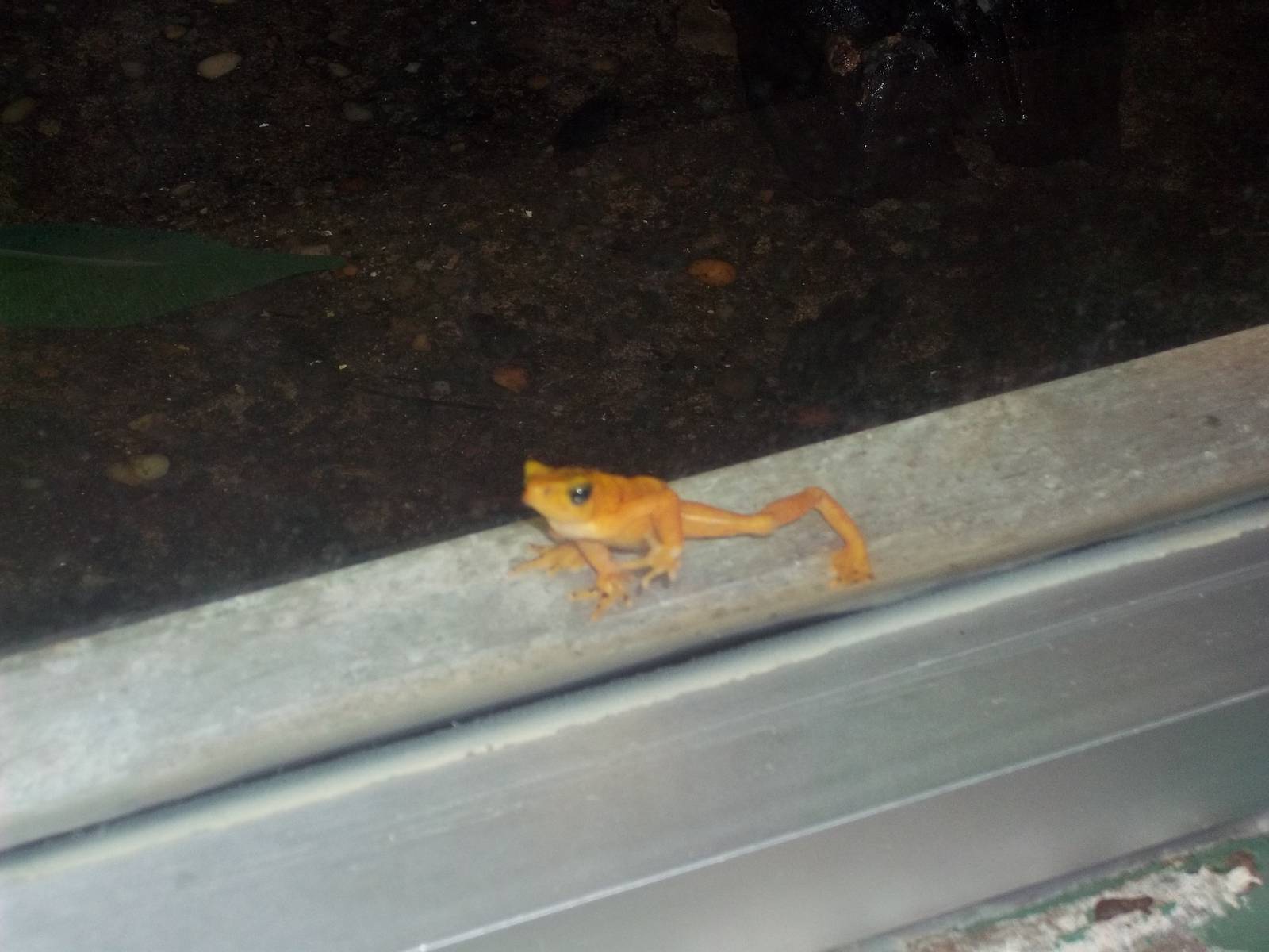 Panamanian Golden Frog