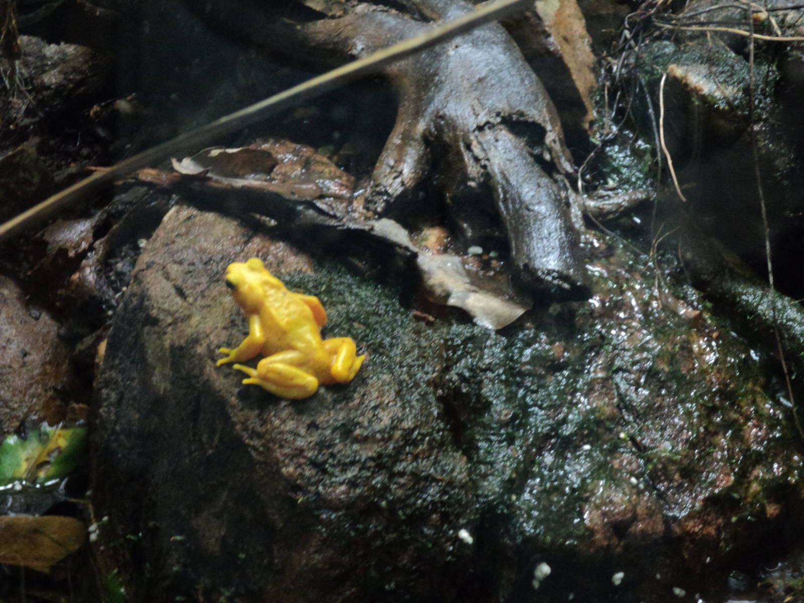 Panamanian Golden Frog