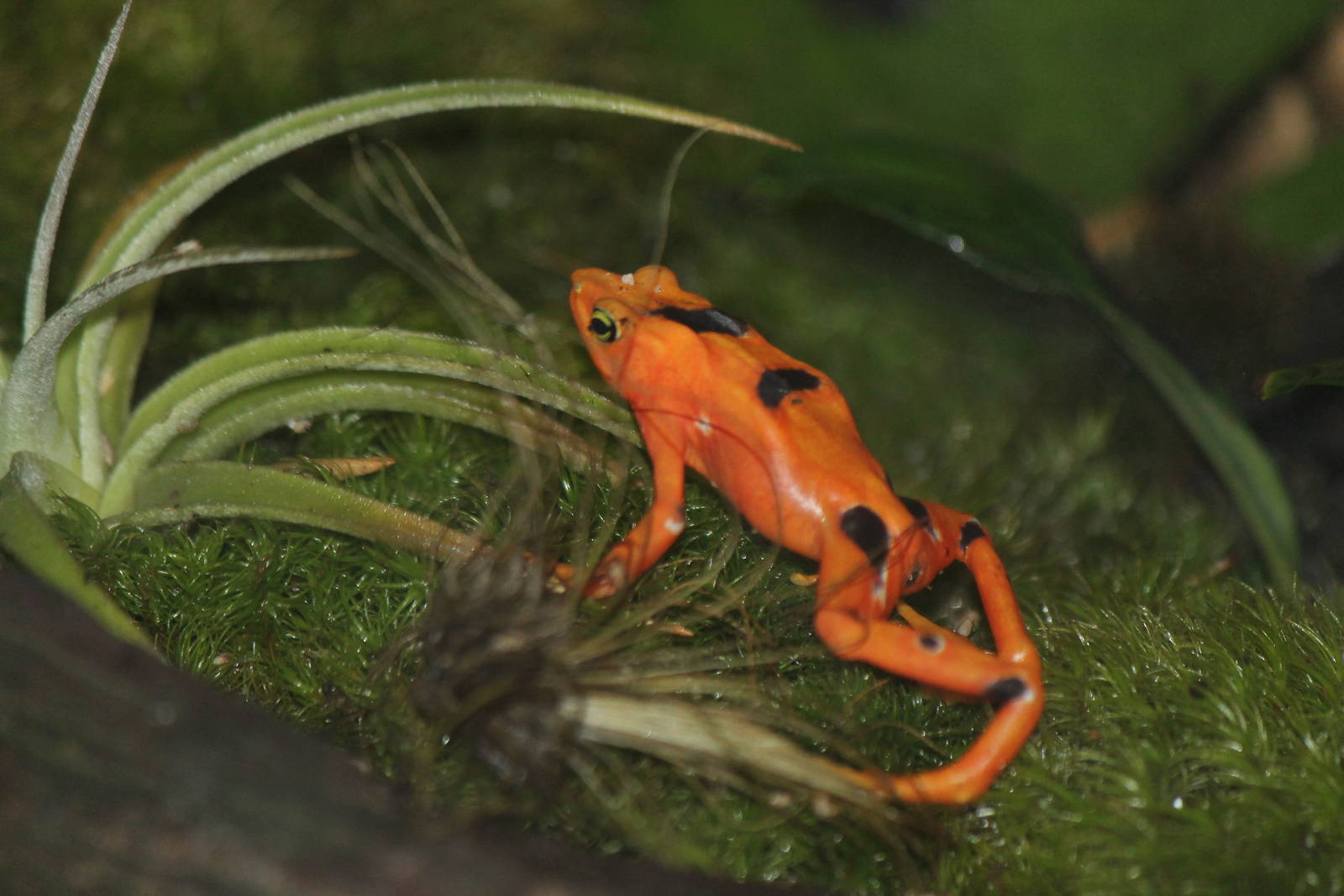 Panamanian Golden Frog