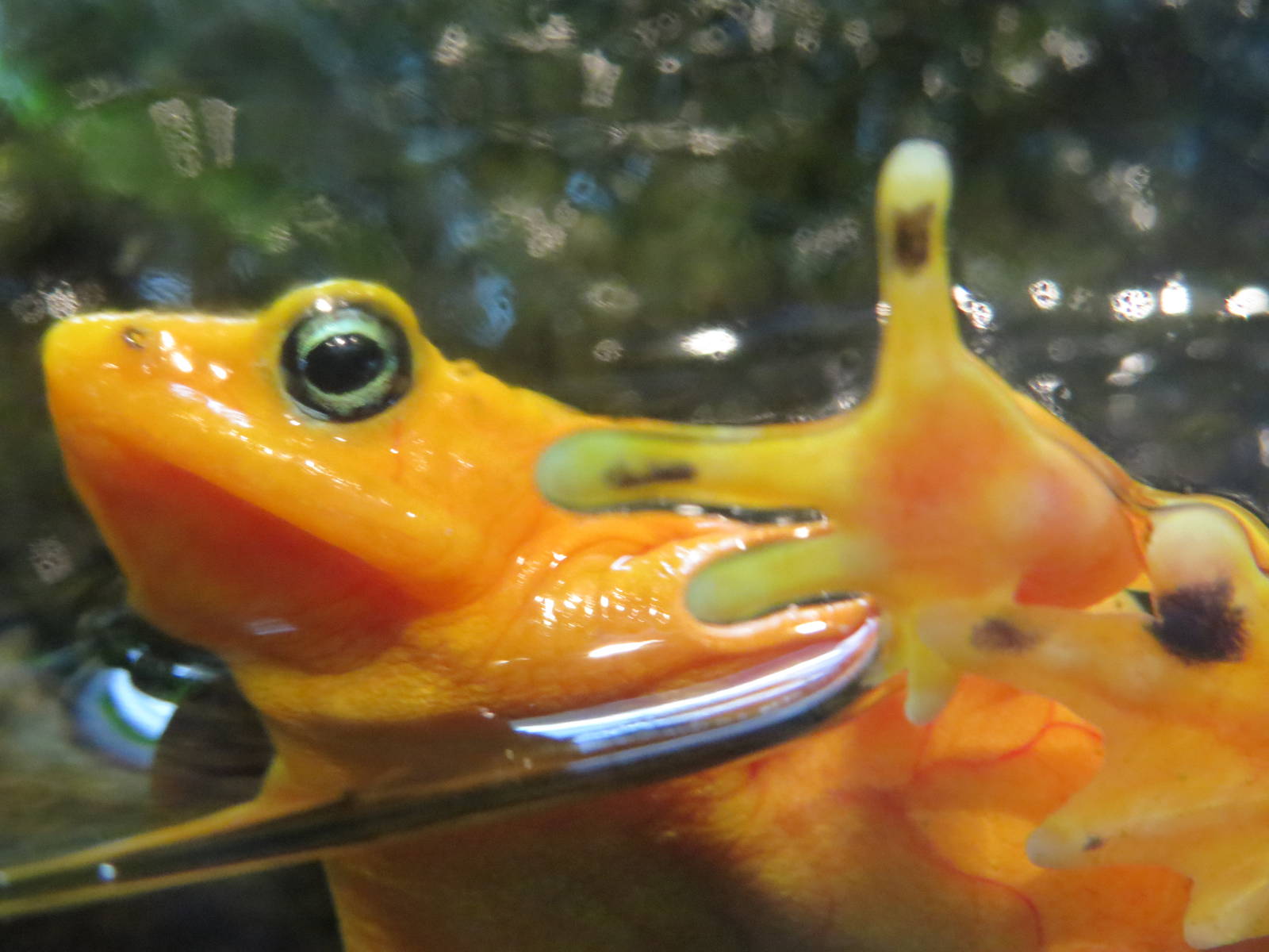 Panamanian golden frog