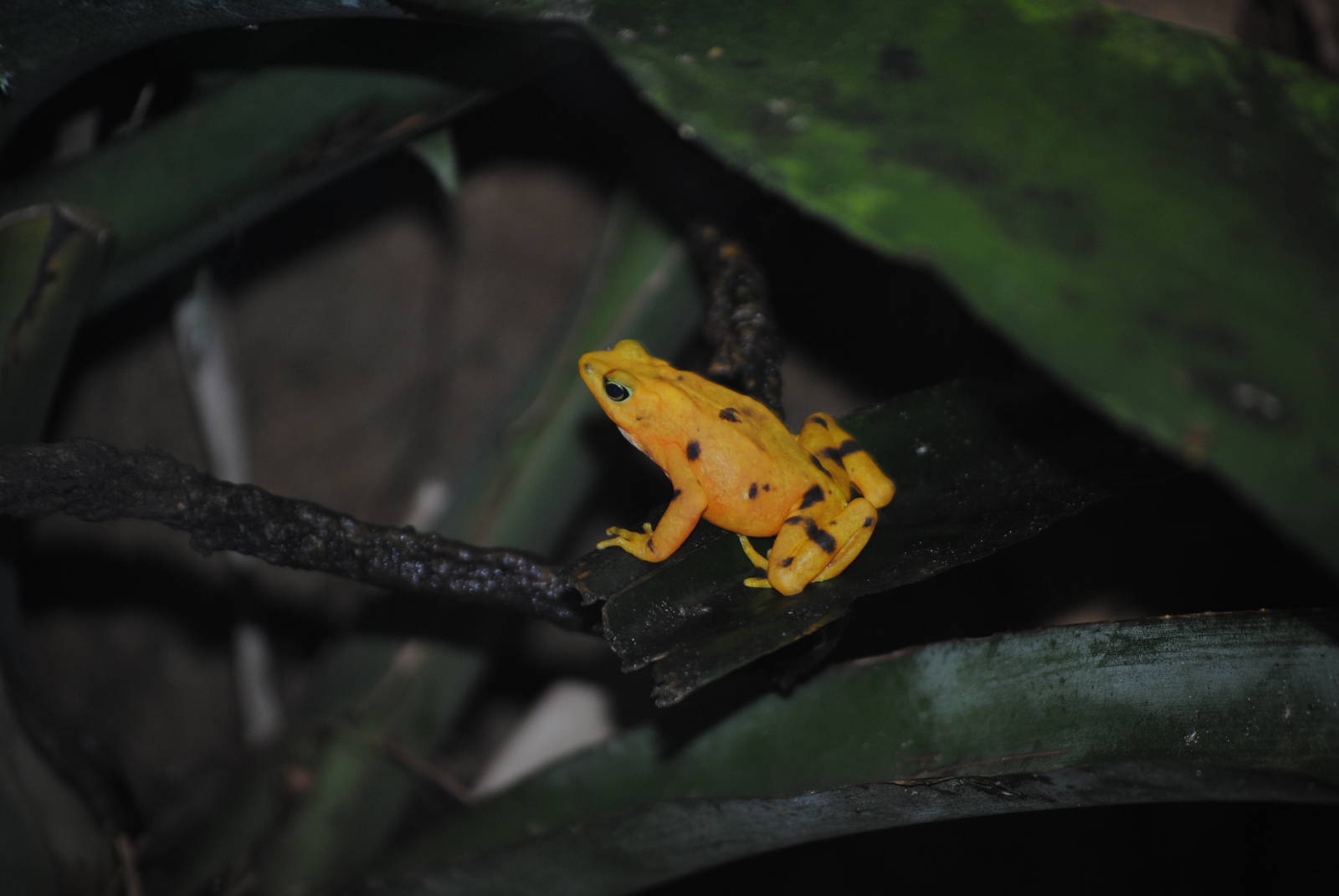 Panamanian Golden Frog