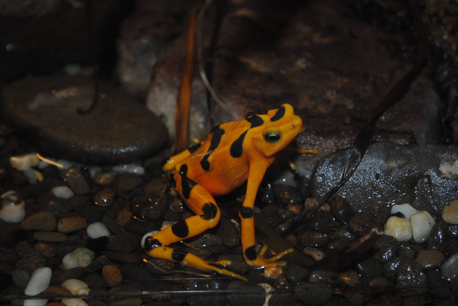 Panamanian Golden Frog
