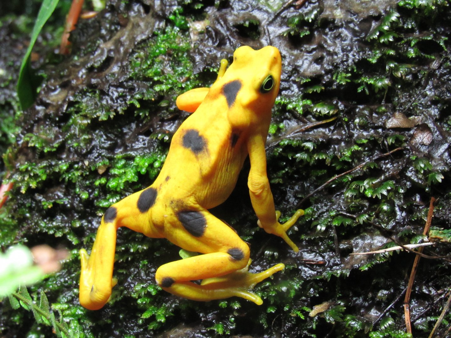 Panamanian Golden Frog
