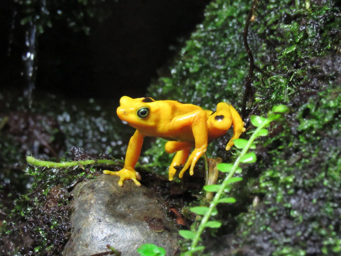 Panamanian Golden Frog