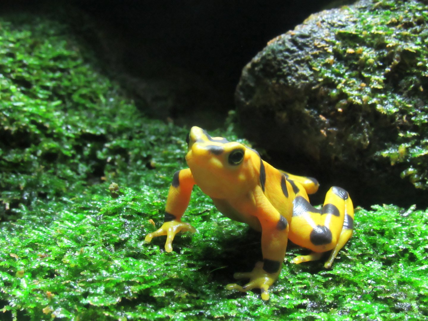 Panamanian golden frog
