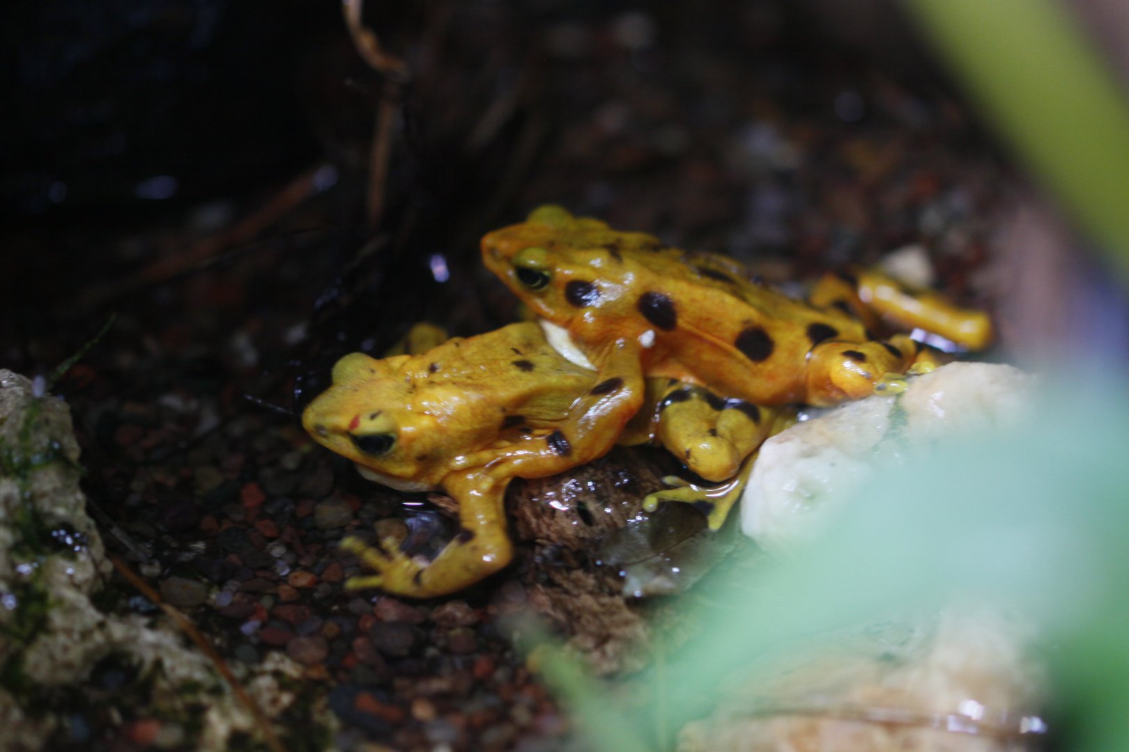 Panamanian golden frog