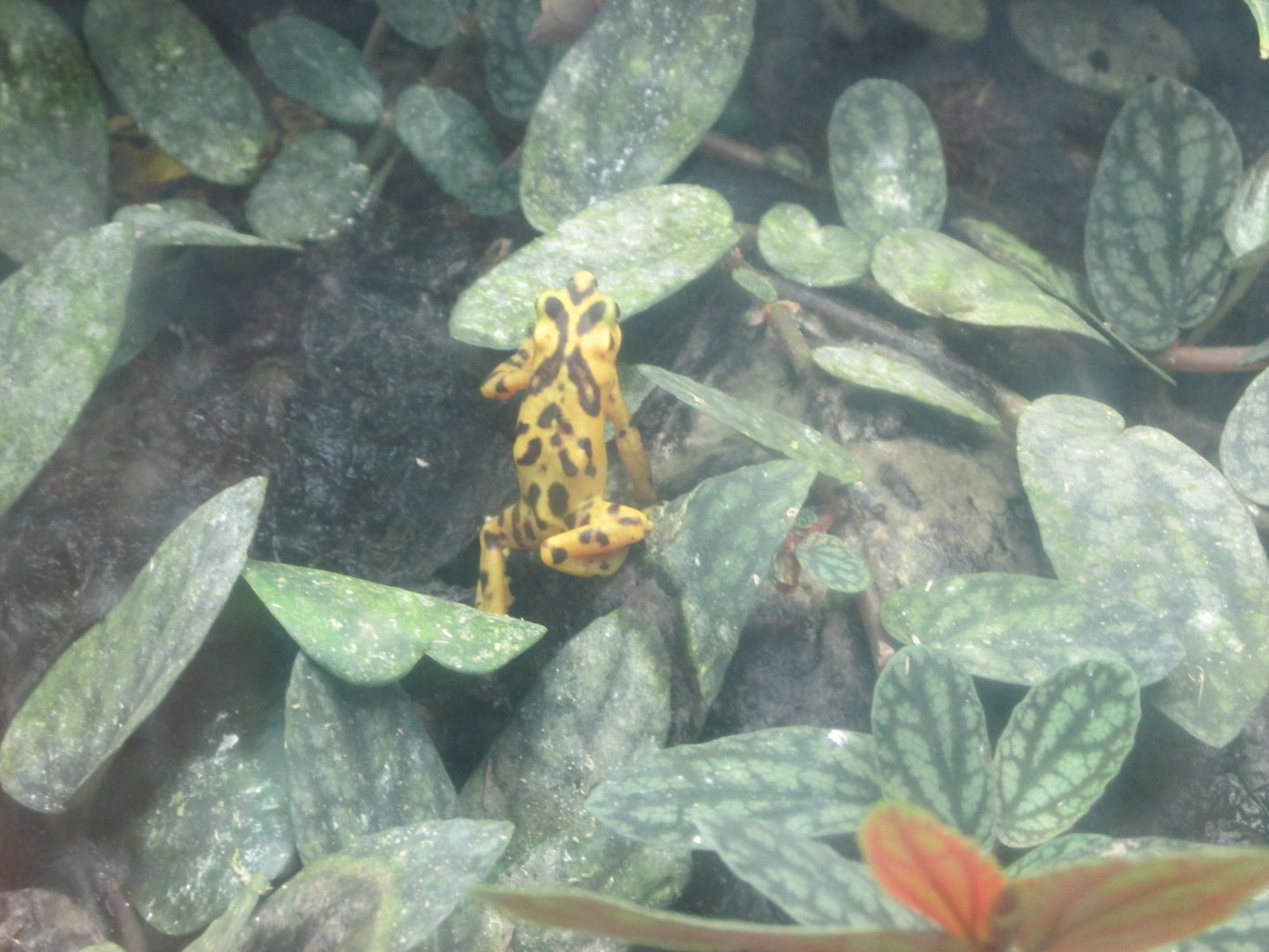 panamanian golden frog