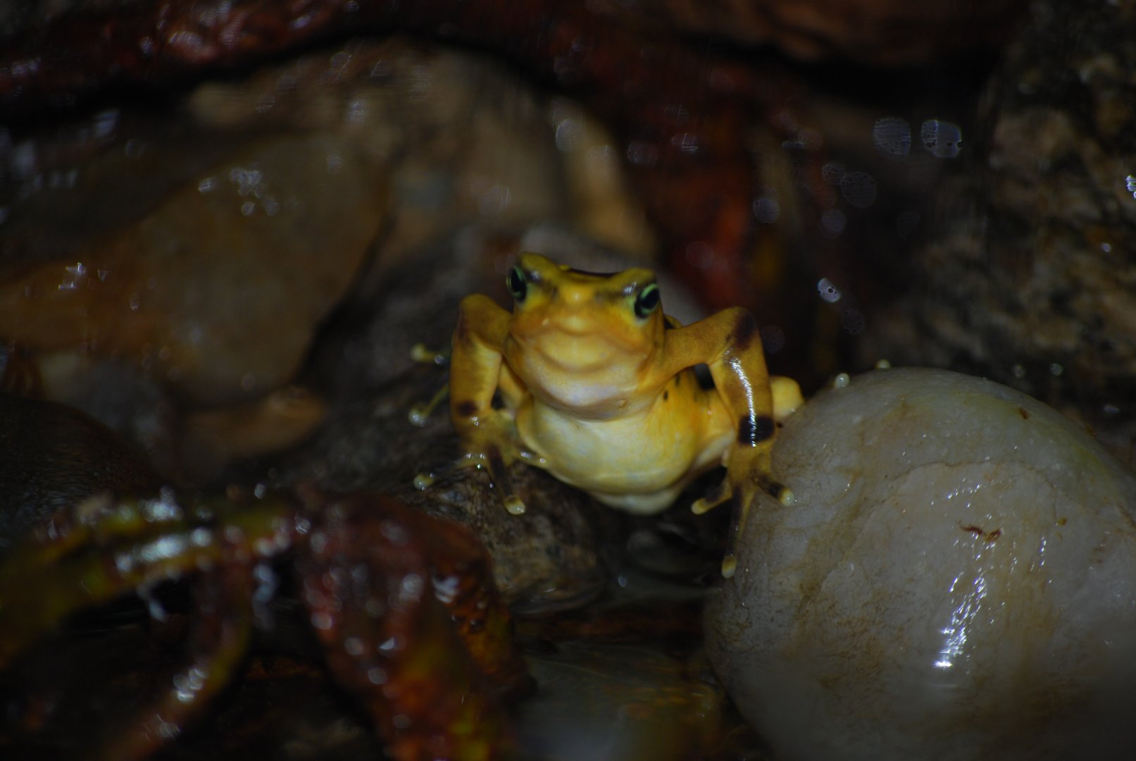 Panamanian Golden Frog