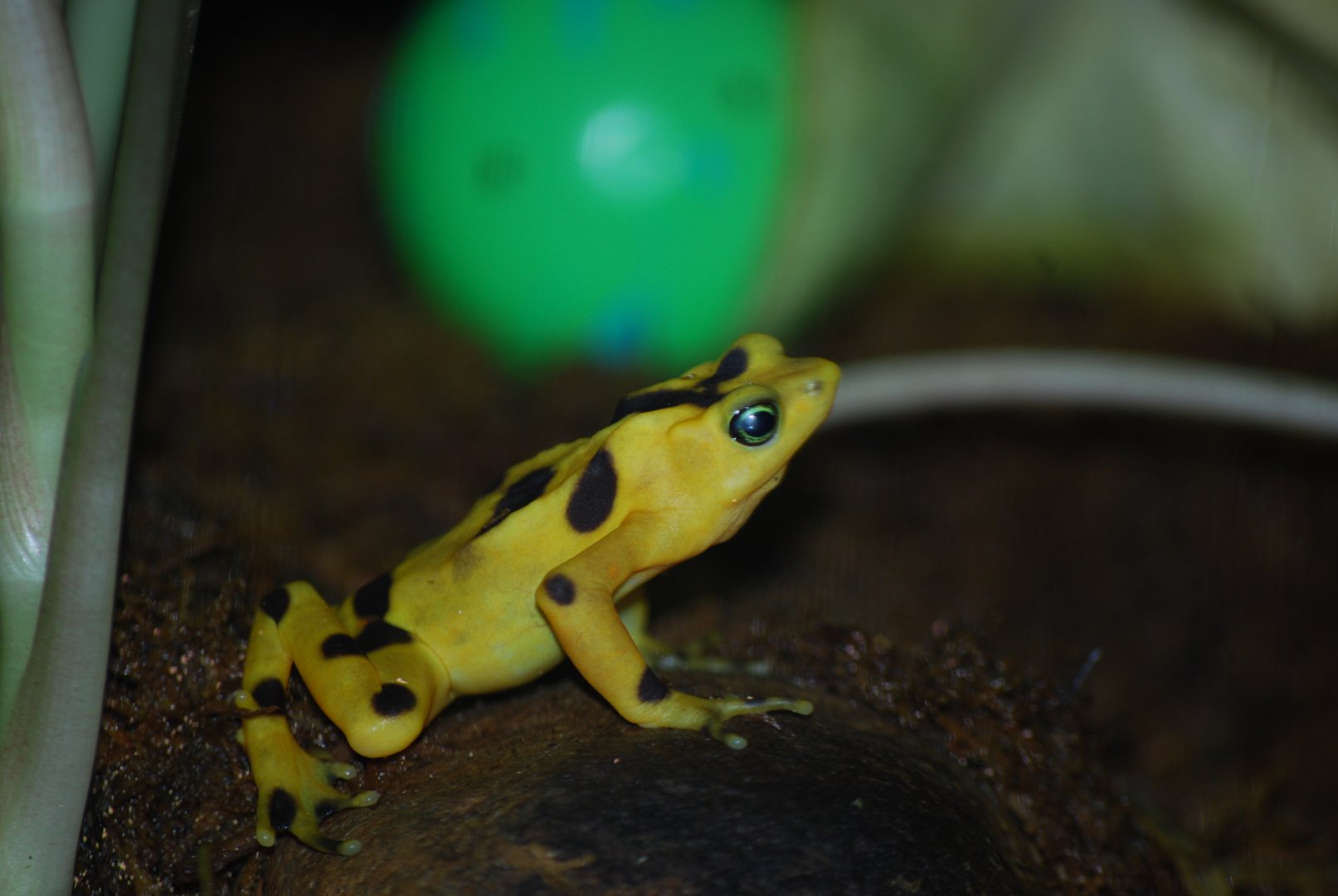 Panamanian Golden Frog