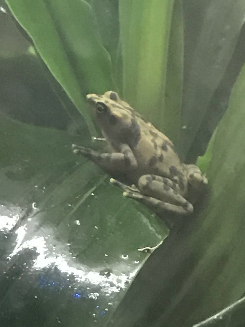Panamanian golden frog