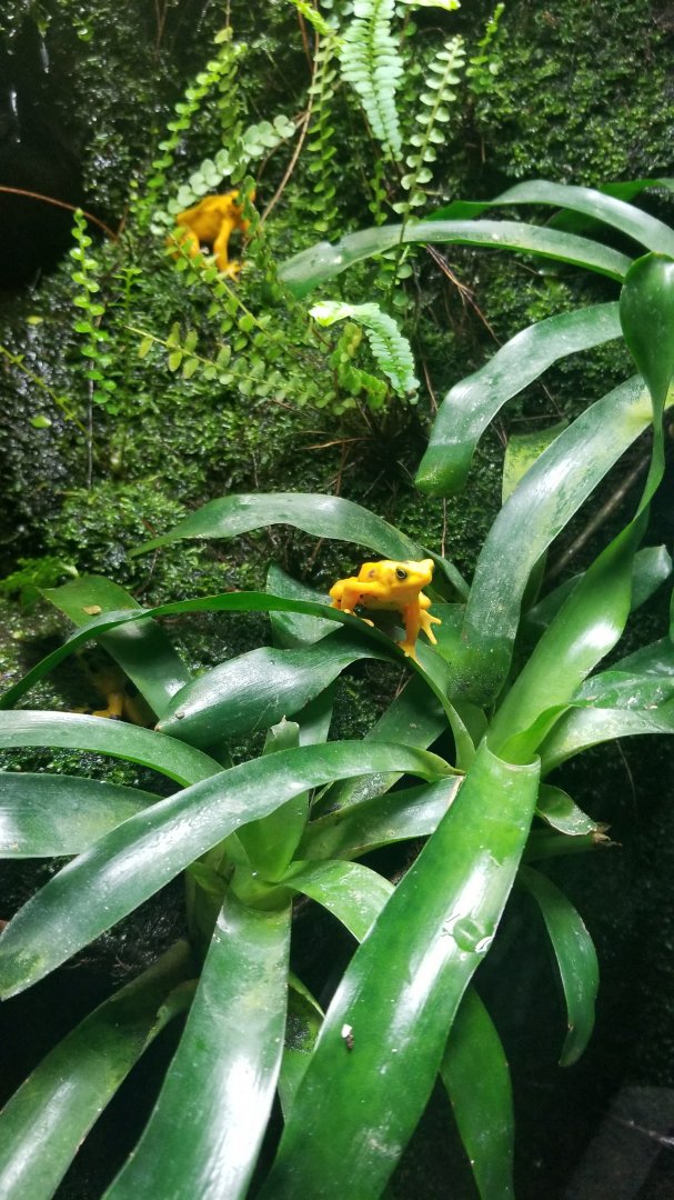 Panamanian golden frog