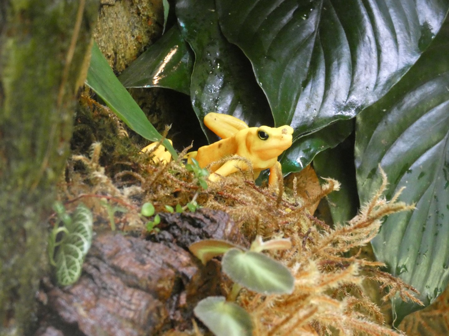 Panamanian Golden Frog
