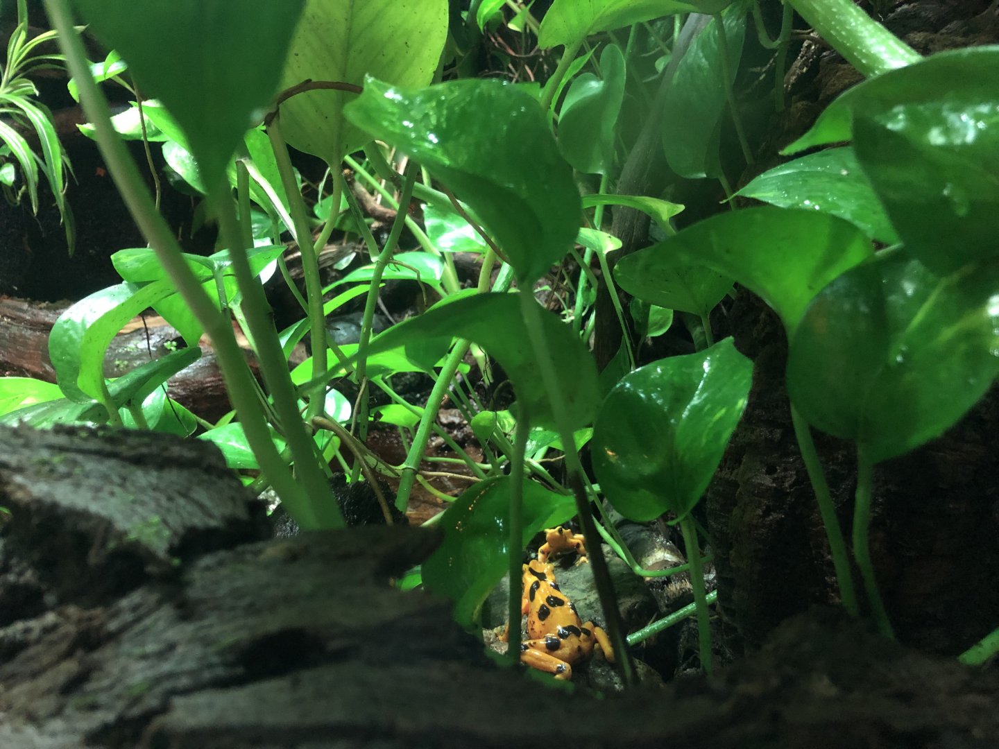Panamanian golden frog