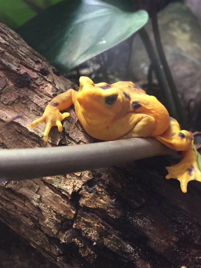 Panamanian Golden Frog