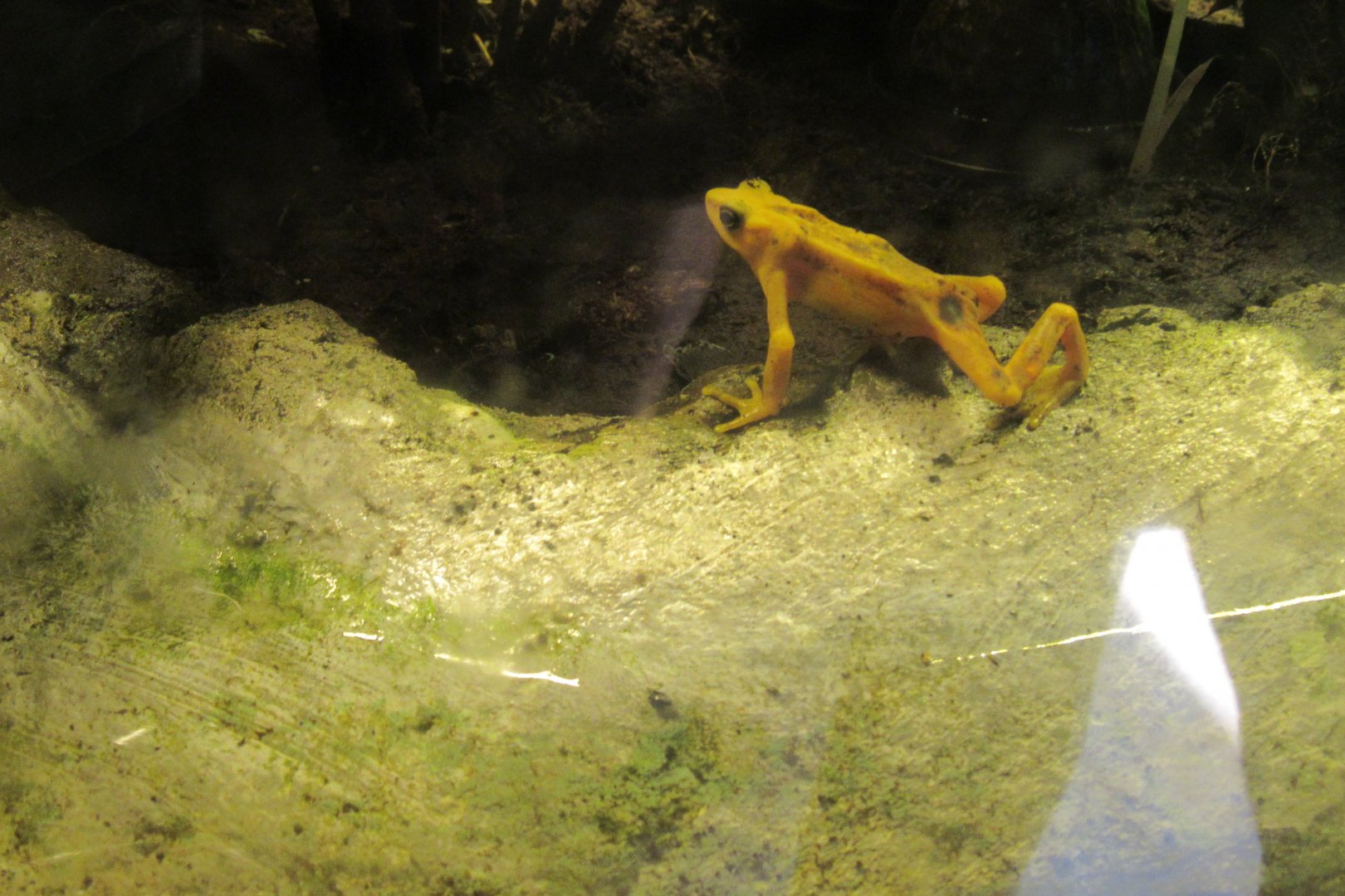Panamanian golden frog