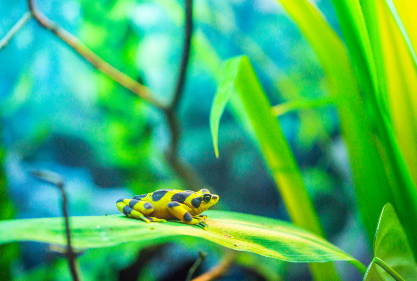 Panamanian Golden Frog